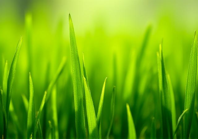 Close up of healthy, vibrant green St. Augustine grass